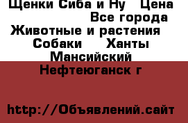 Щенки Сиба и Ну › Цена ­ 35000-85000 - Все города Животные и растения » Собаки   . Ханты-Мансийский,Нефтеюганск г.